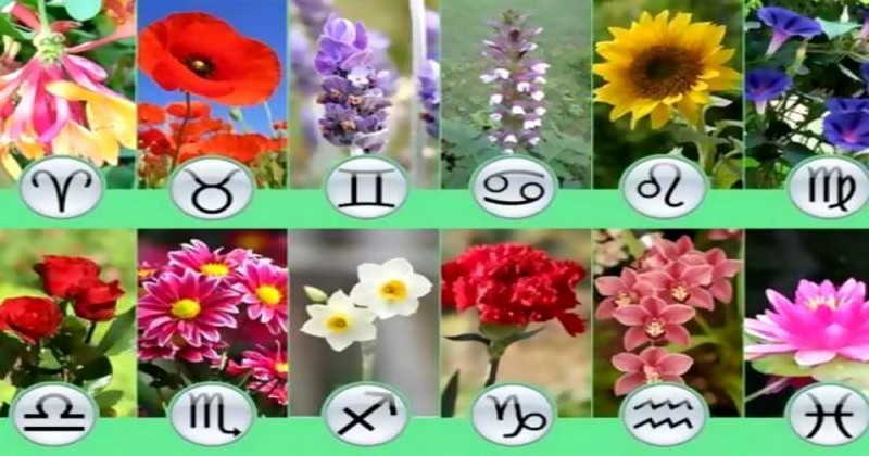 Цветы для каждого знака зодиака