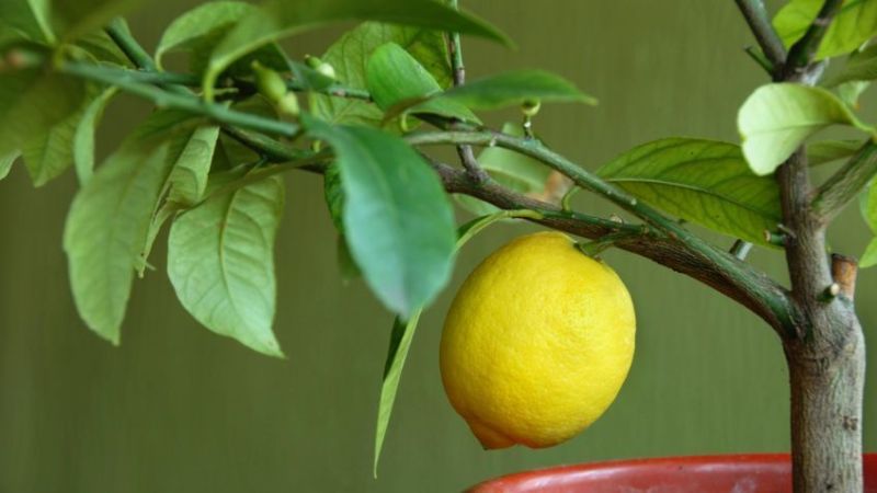Цветы для Стрельцов - лимон