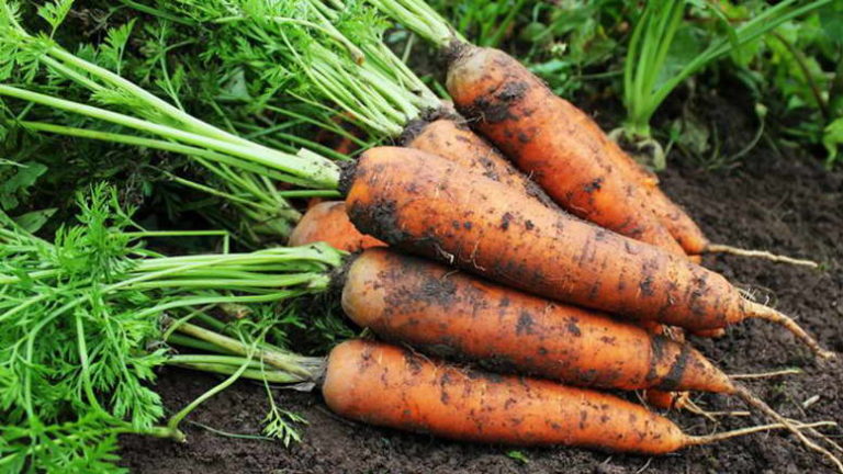 Фото Семена моркови для вашего участка